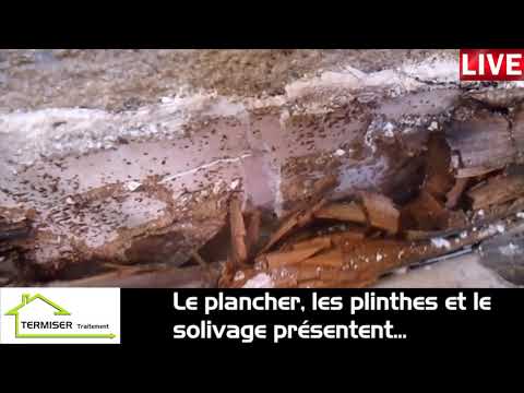TERMISER Traitement - Diagnostic post état parasitaire Bordeaux Mai 2019
