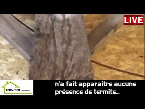 TERMISER traitement, contrôle d'un diagnostic parasitaire - termites sur Libourne