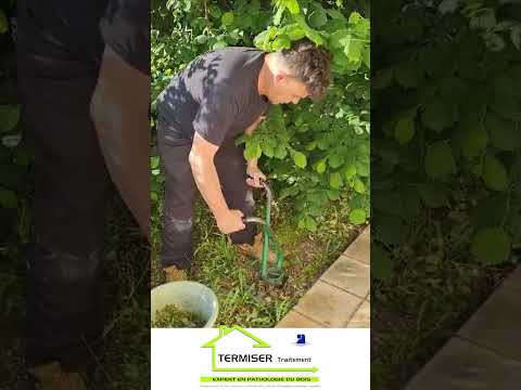 Eliminer définitivement des termites, on vous dit tout ! #termites #traitementtermites #piegesappats