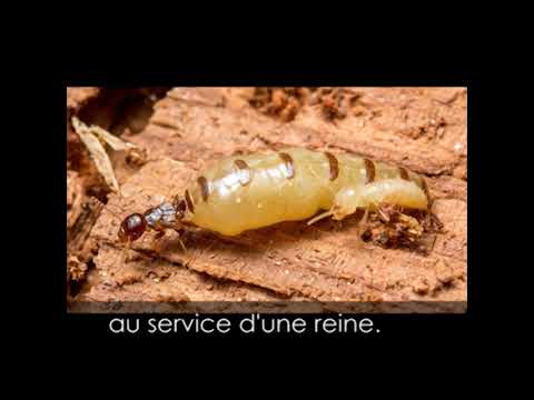 TERMISER Traitement Menace Termites 2019