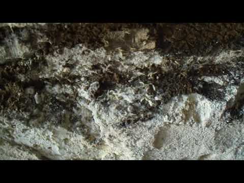 TERMISER Traitement - Prolifération des termites dans du béton