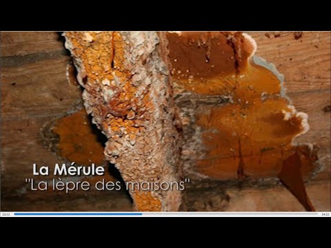 TERMISER Traitement Menace Champignons 2020