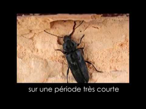 TERMISER Traitement Menace Capricornes 2019