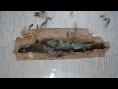 TERMISER Traitement - Infestation Termites et essaimage bordeaux